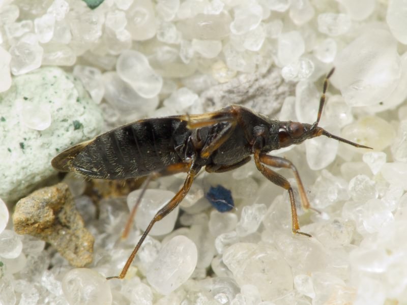 Anthocoridae Fieber, 1837